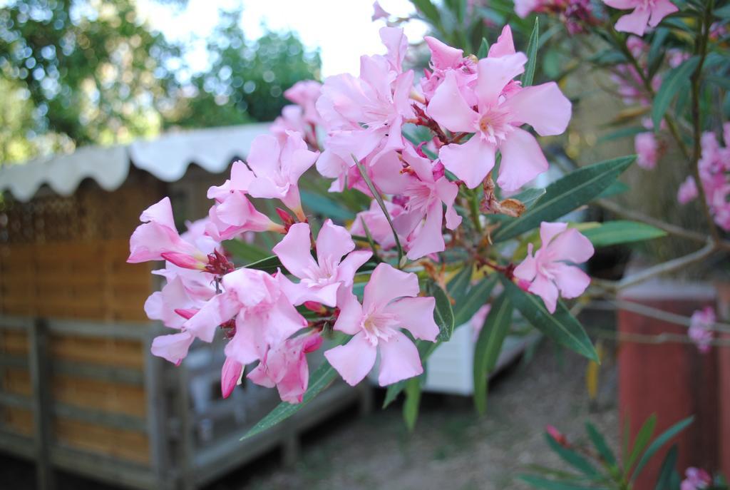 Camping Lou Cabasson Bormes-les-Mimosas Buitenkant foto